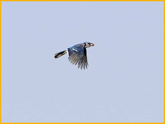 Blue Jay