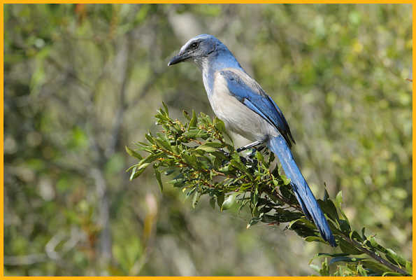 Florida Scrub-Jay