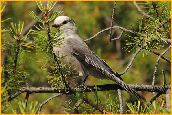Rocky Mountains <BR>Gray Jay