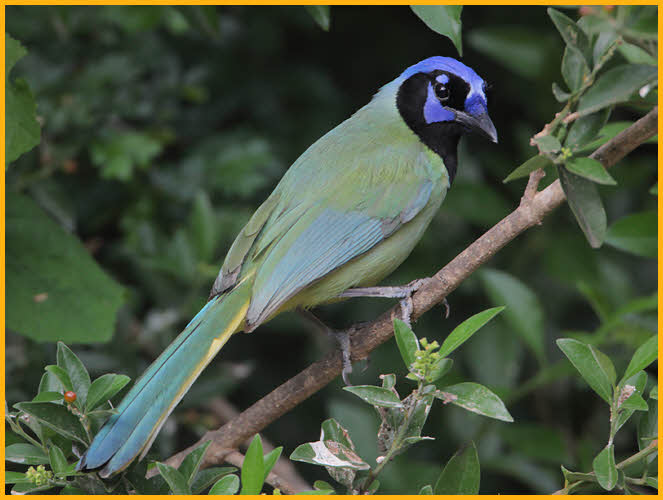 Green Jay