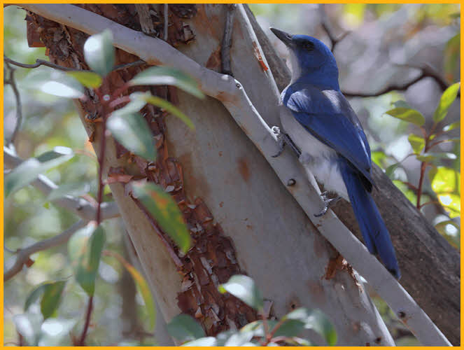 Texas<BR>Mexican Jay