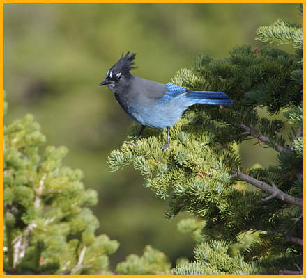 Interior West <BR>Steller's Jay