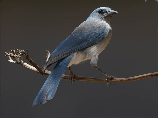 Woodhouse's Scrub-Jay