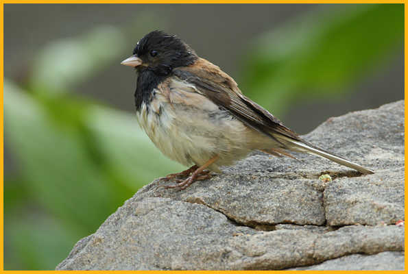 Oregon <BR>Dark-eyed Junco