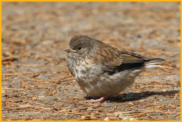 Oregon<BR>Dark-eyed Junco Chick