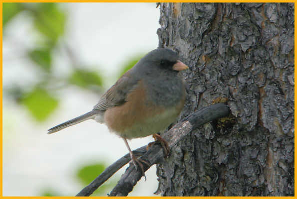 Pink-sided <BR>Dark-eyed Junco