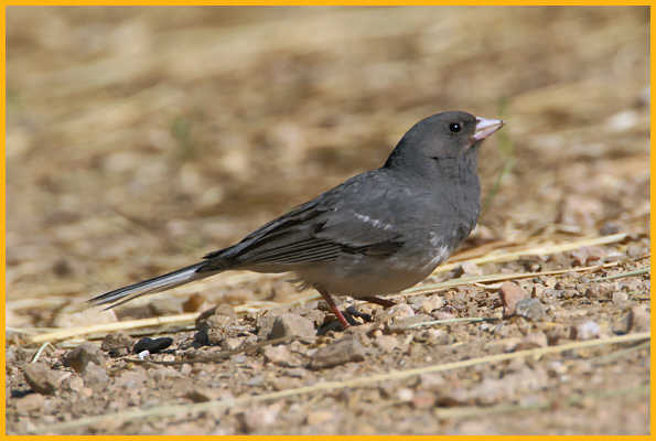 Slate-colored White-winged <BR>Dark-eyed Junco