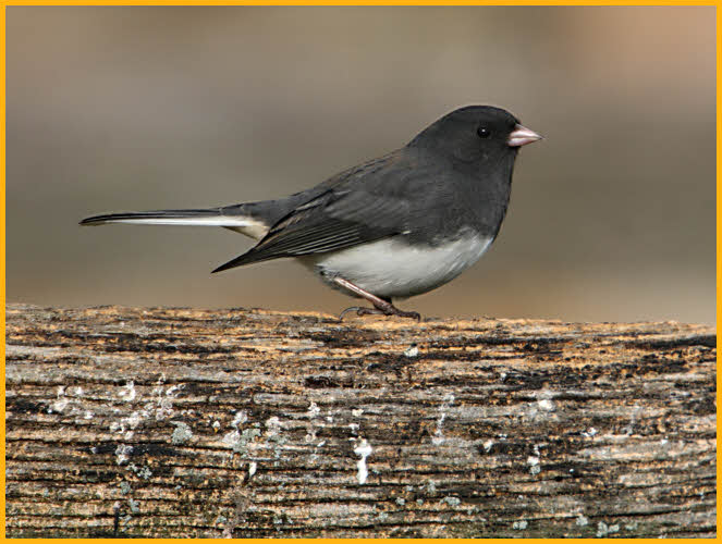 Slate-colored <BR>Dark-eyed Junco