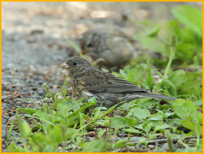 Juvenile Slate-Colored<BR>Dark-eyed Junco