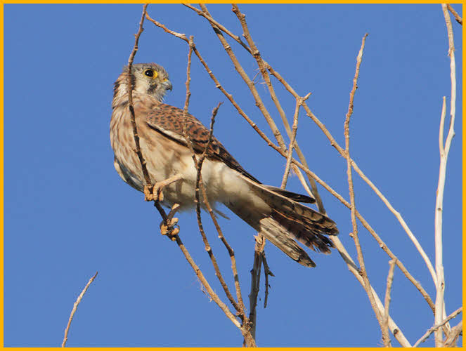 Female<BR>American Kestrel