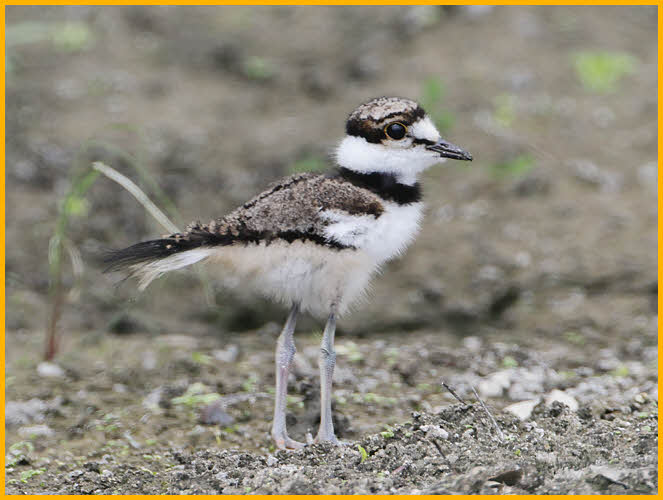 Killdeer Chick
