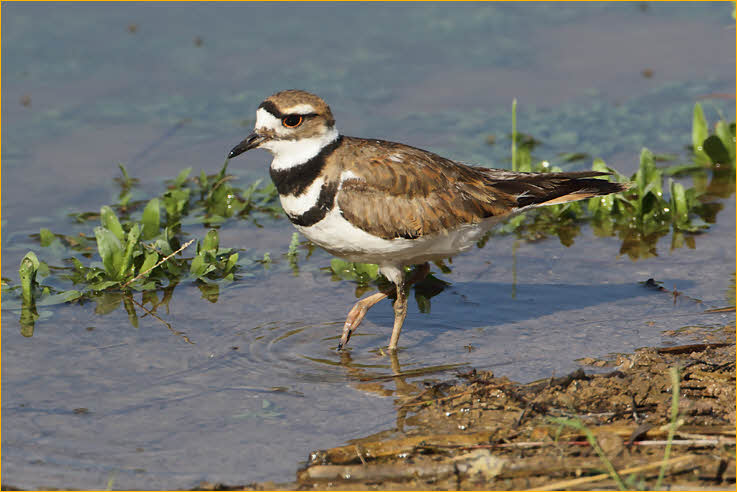Killdeer