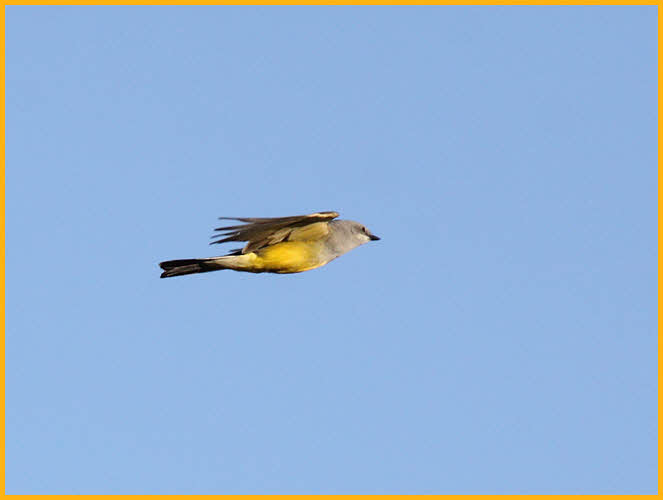 Cassin's Kingbird