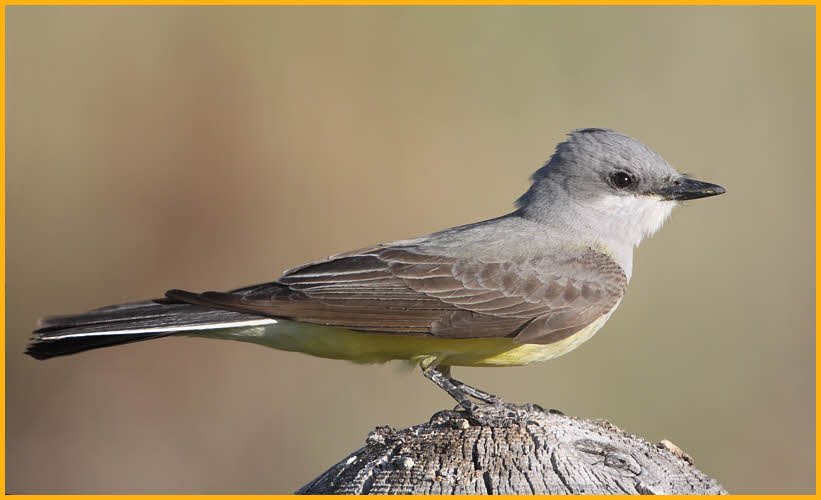 Cassin's Kingbird