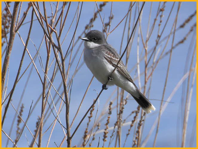 Eastern Kingbird