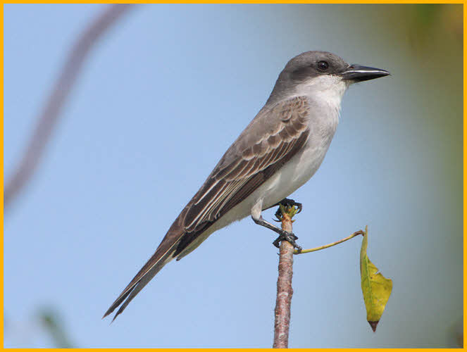 Gray Kingbird