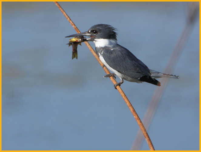 Belted Kingfisher