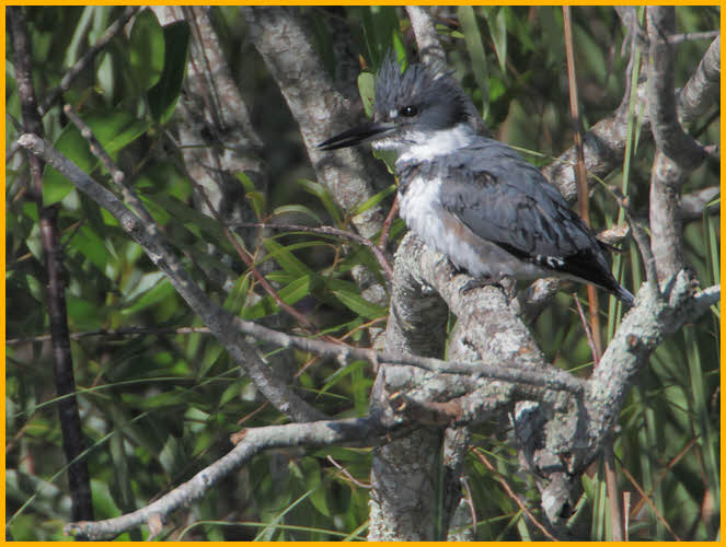 Belted Kingfisher