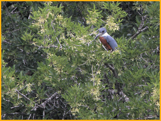 Ringed Kingfisher