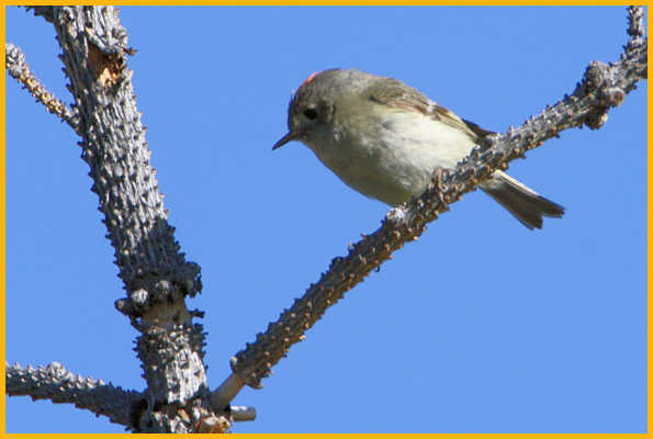 Ruby-crowned Kinglet