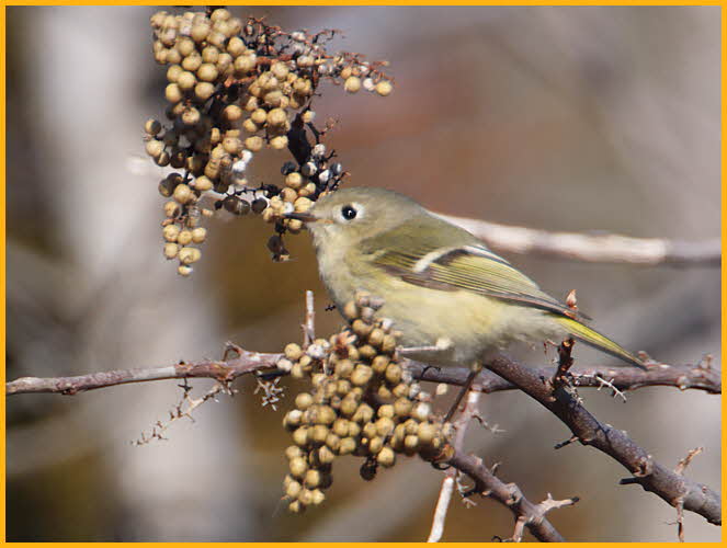 Female<BR>Ruby-crowned Kinglet