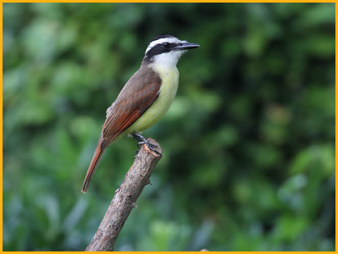Great Kiskadee
