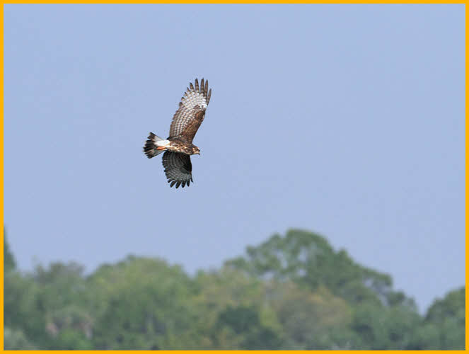 Juvenile Snail Kite