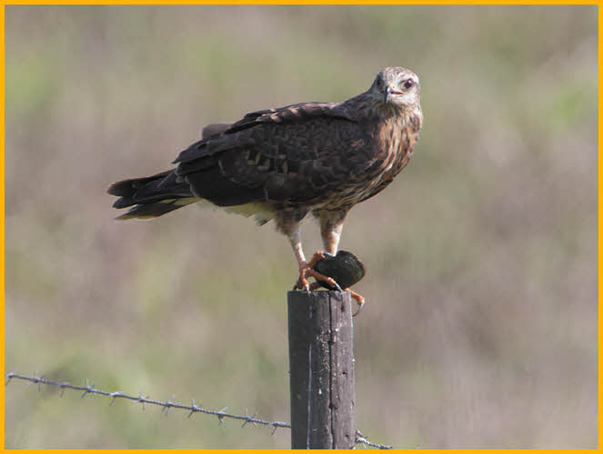 Female Snail Kite