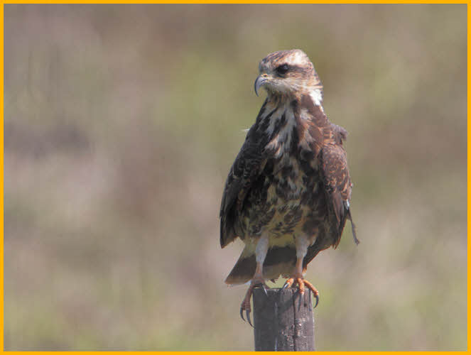 Juvenile Snail Kite