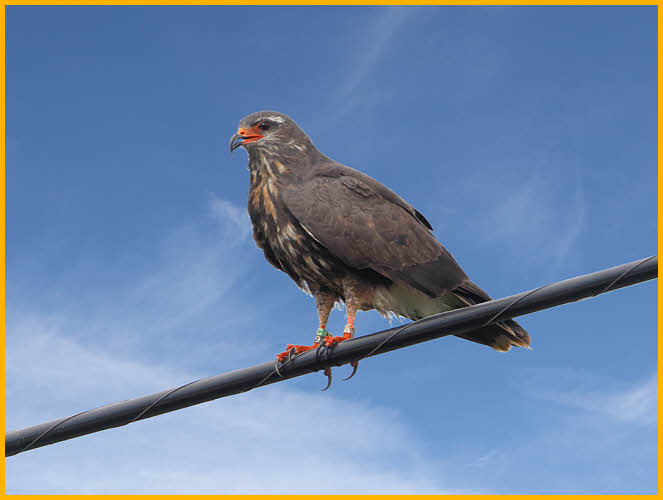 Female<BR>Snail Kite