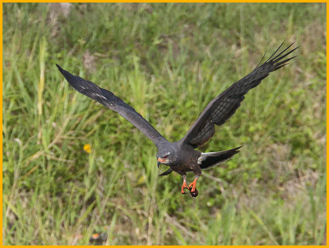 Female<BR>Snail Kite