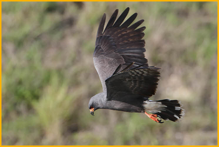 Snail Kite