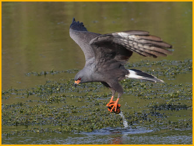 Snail Kite