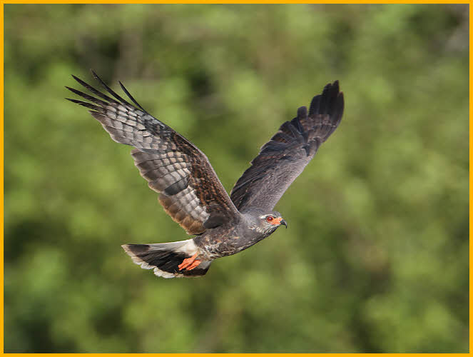 Female<BR>Snail Kite 