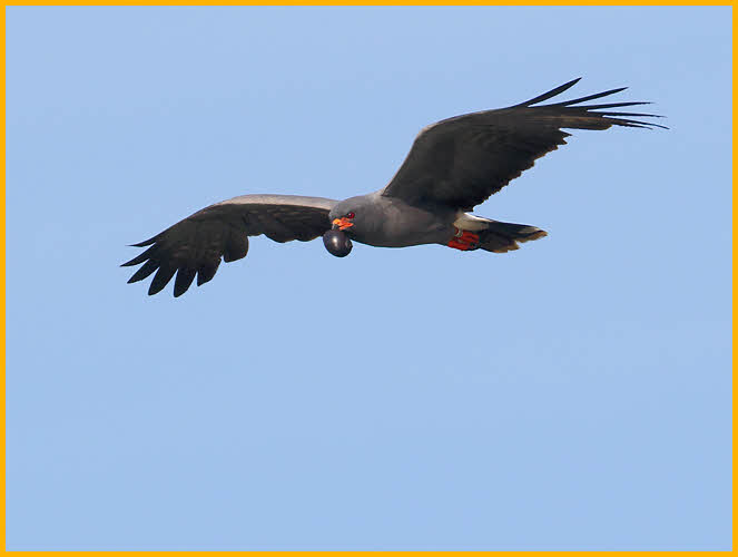 Snail Kite