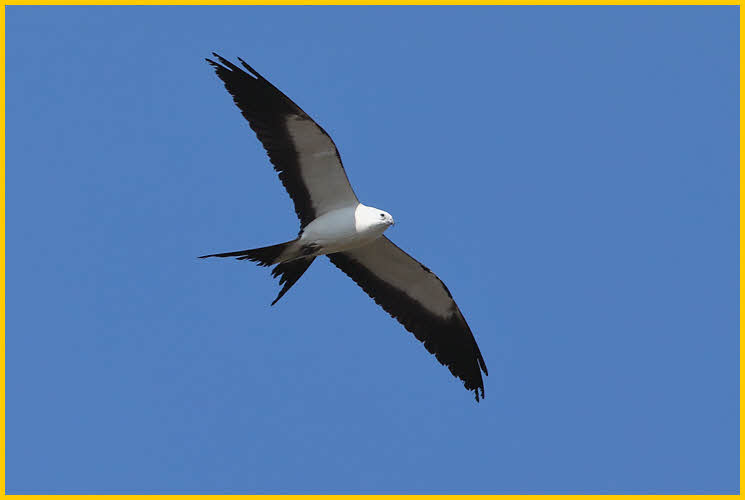 Swallow-tailed Kite