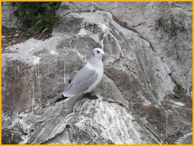 First Summer<BR>Black-legged Kittiwake