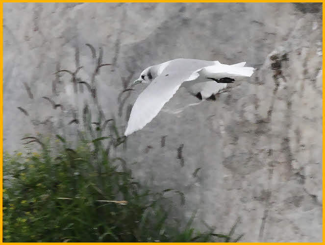 First Summer<BR>Black-legged Kittiwake