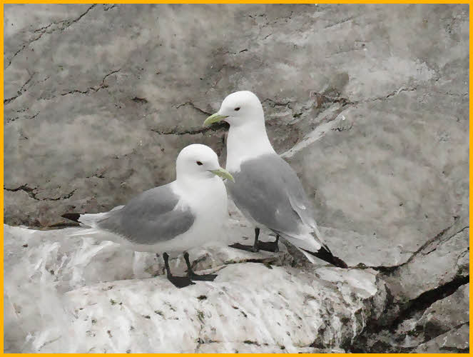 Black-legged Kittiwake