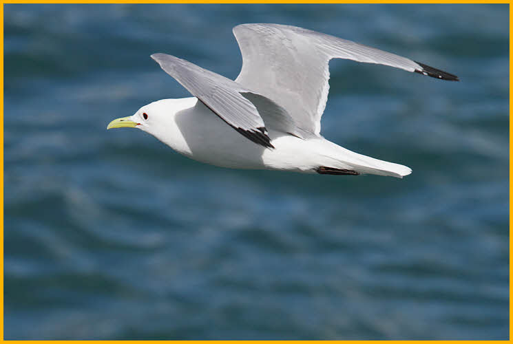 Black-legged Kittiwake