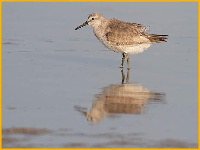 Nonbreeding<BR>Red Knot