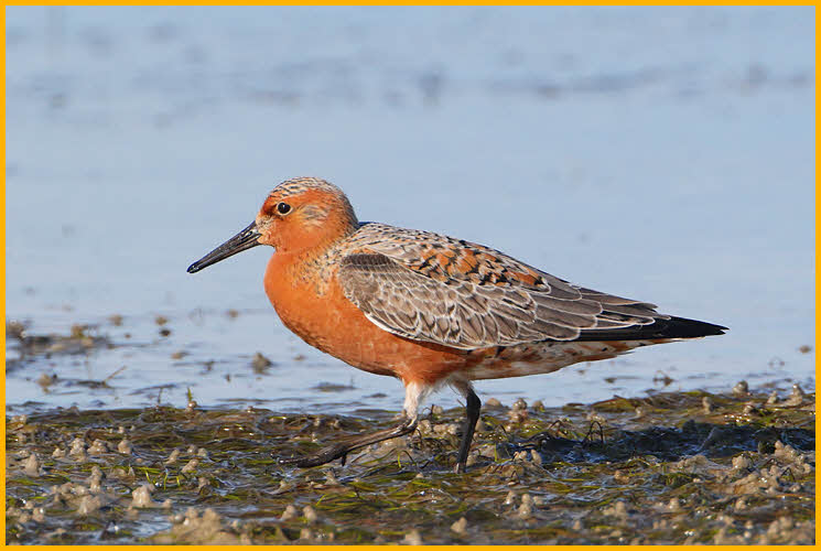 Red Knot