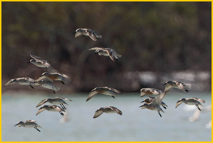 Red Knots