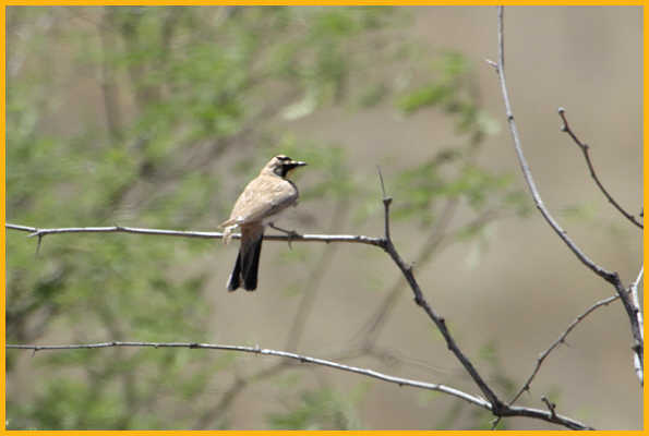Southeast Arizona <BR>Horned Lark