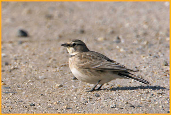 Female <BR>Horned Lark