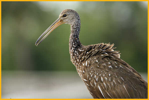Limpkin