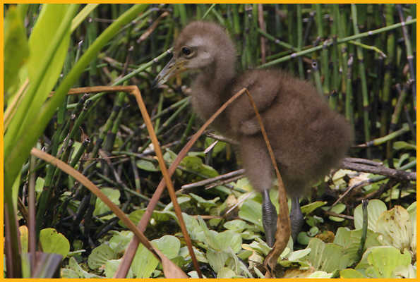 Limpkin Chick