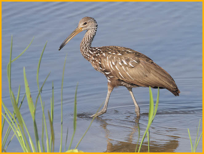 Limpkin