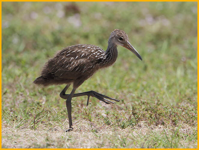 Juvenile Limpkin