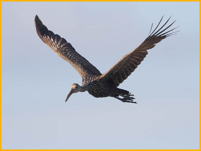 Limpkin